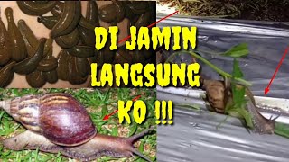 Racun Untuk Hama Suput Dan Lintah Bulan Paling Ampuh