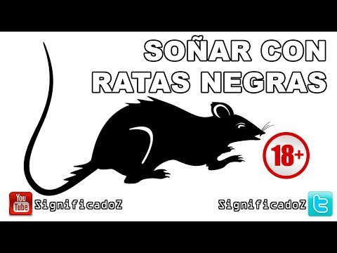 Meaning of Dreaming about Black Rats 🔞 What Does It Mean?
