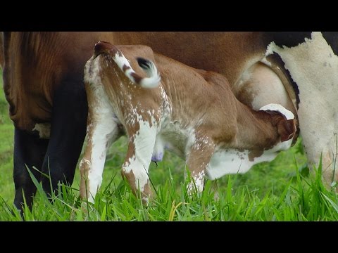 Curso Cria de Bezerros de Corte - Cuidados ao Parto 