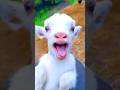 CUTE GOAT Bakri Foryou Funny