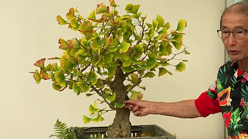 Can ginkgo trees be bonsai?