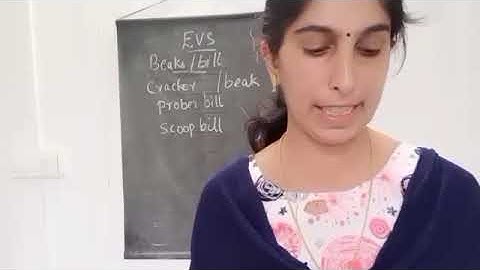 class 3 EVS chapter 8 Flying High Part-3