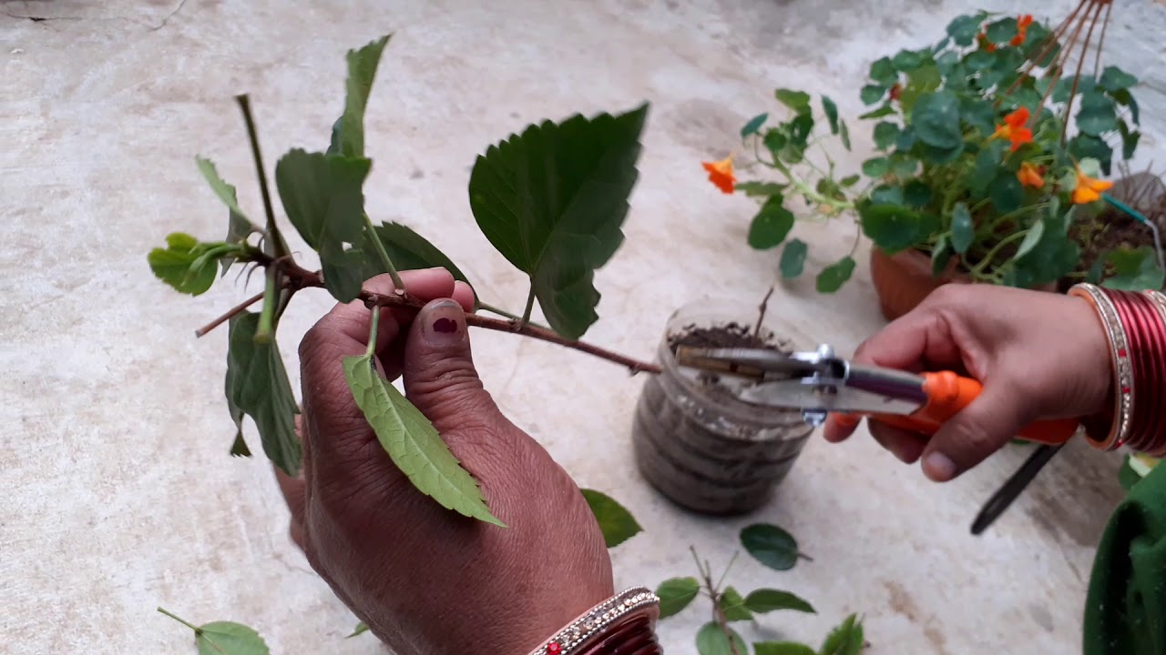 Hibiscus Ki Cutting Kese Lagaye........ RUPA GREEN GARDEN YouTube