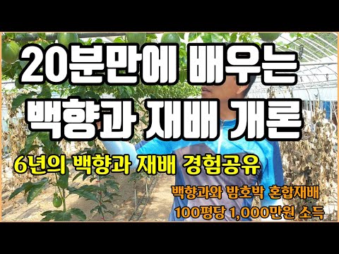[함평 이리네농장 3-2] 20분만에 배우는 백향과 재배개론, 6년의 백향과재배 경험 공유, 단호박 3배가격 받는 비결은? 백향과와 밤호박 재배 100평당 1000만원 소득은?