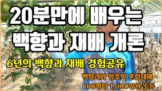 [함평 이리네농장 3-2] 20분만에 배우는 백향과 재배개론, 6년의 백향과재배 경험 공유, 단호박 3배가격 받는 비결은? 백향과와 밤호박 재배 100평당 1000만원 소득은?
