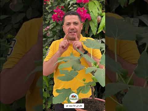 زراعة التين متي ينضج ثمار التين