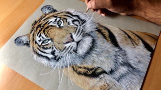 Drawing a Sumatran Tiger (Kirana) - Timelapse | Artology