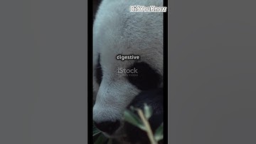 Pandas Were Carnivores?! The Shocking Truth! 🐼😱 #DidYouKnow #MindBlown #Nature #FunFacts #Viral