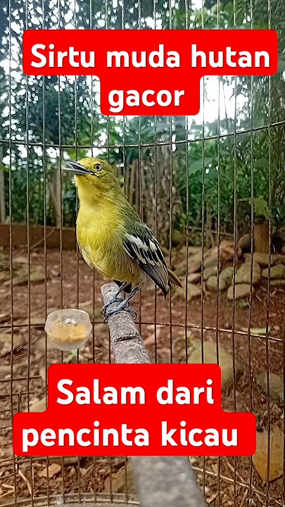 burung sirtu cipoh muda hutan gacor