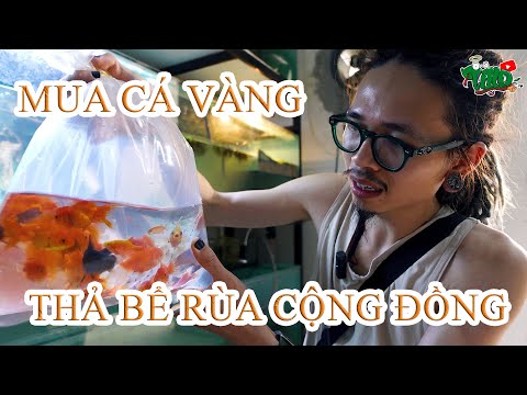 Video: Cá vàng và cá bể cộng đồng