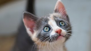 Rescued Kitten Has Eyes Like Galaxies