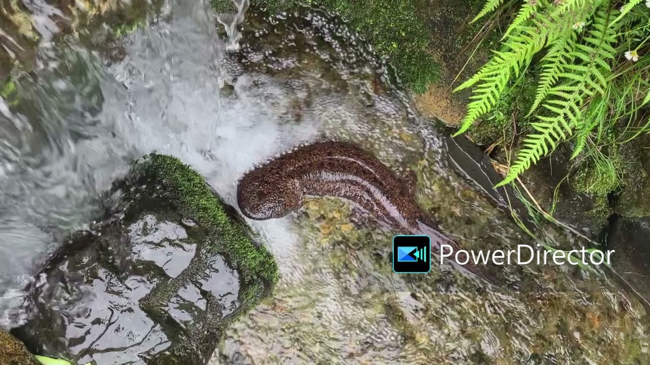 湯原温泉地区の田羽根川で蛍と天然のオオサンショウウオ（はんざき）を見た！