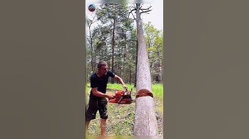 How to perfectly cut down a tree? #satisfying  #treework #lumberjack #asmr