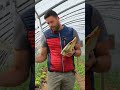 problemi nell'#orto con #lumache e altri insetti: come risolverli? #mattthefarmer #zeolite