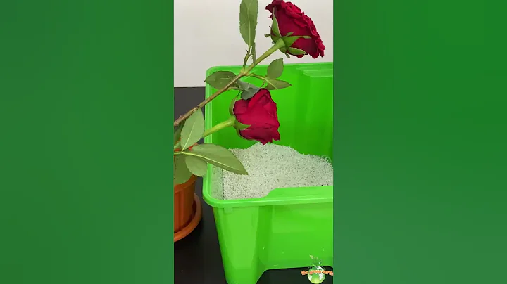 How to Grow Roses from Bouquet Cuttings at HOME? (Sneak Peek) - DayDayNews