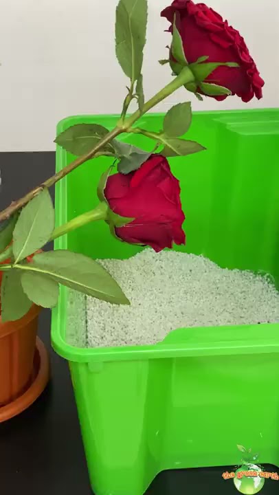 How to Grow Roses from Bouquet Cuttings at HOME? (Sneak Peek)