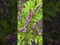 A warm summer video I forgot to share. #shorts#gardenvibes#naturelovers#summermemories#gardenlife
