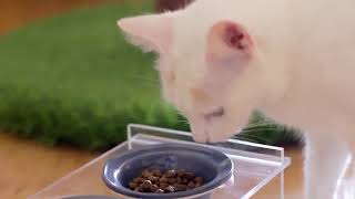 On2 Pets Cat Tree with Leaves Made in USA, Large Square Cat Condo & Cat Activity Tree in Evergreen screenshot 3