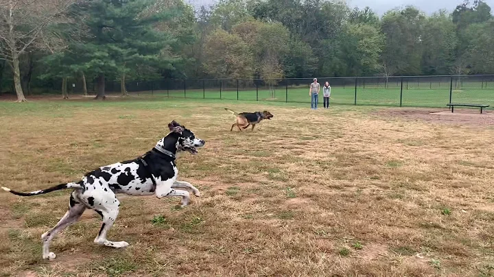 German shepherd vs Great Dane
