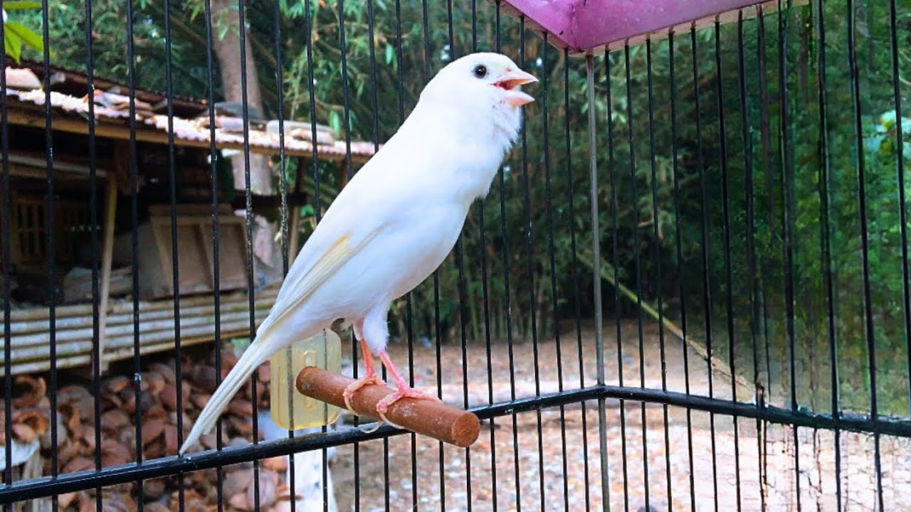 The Best Canary Sound!! Belgian Canary Training Singing