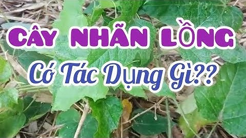 CÂY NHÃN LỒNG ( Dây LẠC TIÊN, Hay Dây CHÙM BAO )/TÁC DỤNG TRỊ  MẤT NGỦ || @thiennhiencanh2579