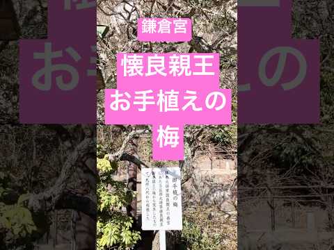 【梅】征西大将軍「懐良親王」お手植えの梅【鎌倉宮 境内】