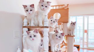 We had bunk beds in the cat dormitory and had a lot of fun~ | Ragdoll Pt 60 #ragdoll