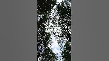 The Birds Are Singing #shorts #nature #birdsounds  #youtube #trending