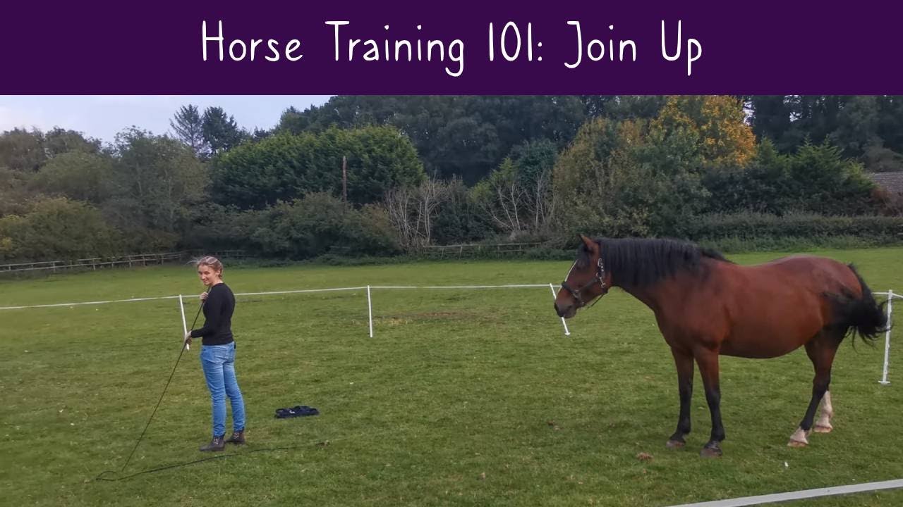Horse Training 101 Join Up YouTube