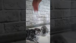 Покорми кота / Feed the cat #shorts