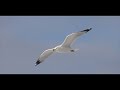 Urban wildlife ringbilled gulls  fredericton new brunswicks city line  canon r5 slow motion