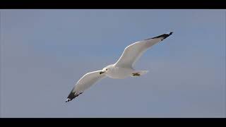 Urban Wildlife (Ring-billed gulls) &amp; Fredericton, New Brunswick&#39;s City Line | Canon R5 Slow Motion