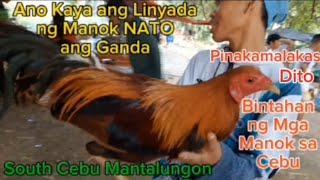 #68 Bintahan ng mga Manok/ Cebu Mantalungon Barili