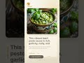 Pesto Recipe – The Freshest & Most Flavorful Homemade Basil Sauce🌿 #shorts