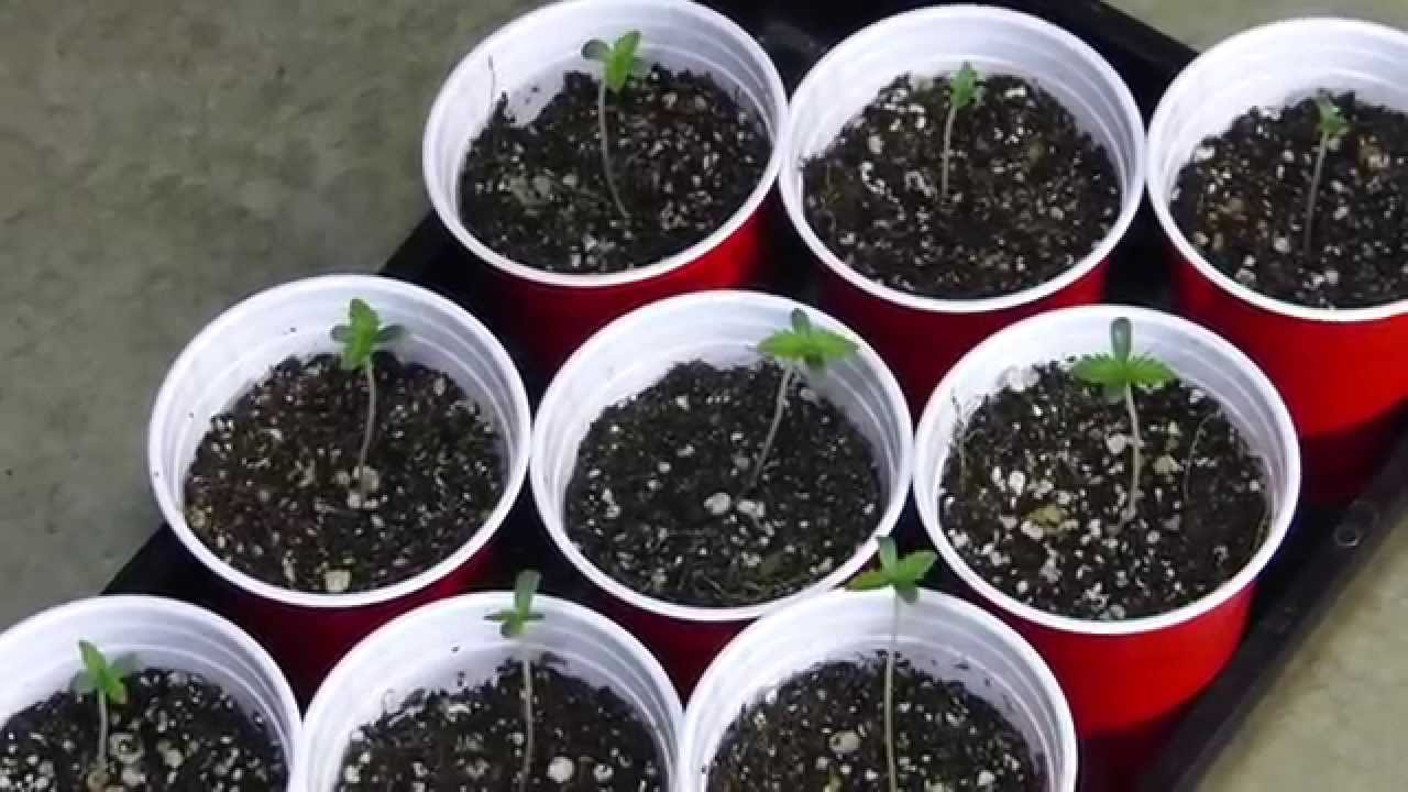 Ocean Grown Genetics - AlienAbduction Cannabis Grow - Update 1 presented by TheSocialGrow.com