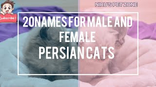 TOP 20 CUTE MALE AND FEMALE PERSIAN CATS NAMES in 2020😍| NIRU'S PET ZONE by Niru's Petzone 3,945 views 3 years ago 2 minutes