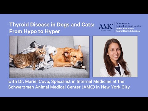 Thyroid Disease in Dogs and Cats: From Hypo to Hyper thumbnail