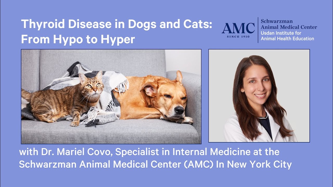 Thyroid Disease in Dogs and Cats: From Hypo to Hyper