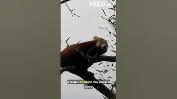 "Exploring the Enchanting World of Red Pandas: Nature