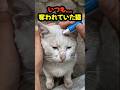 ごはんを食べるたび追い払われていた、顔が傷だらけの猫を保護しました