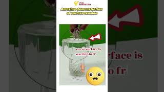 Surface Tension Magic! 😲 Watch Physics in Action 💧 #shorts