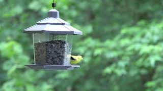 Backyard birds of America 4k videos