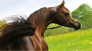الحصان العربي الأصيل | الفحل البطل عجمان مونسيوني ابن الأسطورة دبليو إتش جستس | Ajman Moniscione