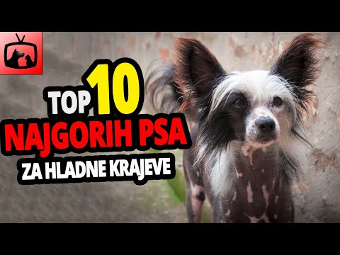 🐕 Najgori Psi Za Hladnoću - TOP 10 Pasmina Pasa Koje Najgore Podnose Hladnoću!