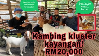 Jual dua lembu sado beli kambing seekor! ‘Sek kito kenal bare boh’