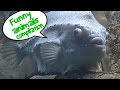 Funny animals compilation iguana ostrich walrus dog and more drle danimaux