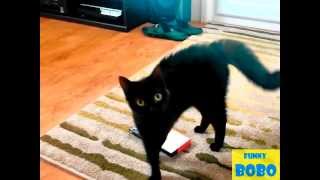 Cats vs. Cameras Compilation || FunnyBOBO