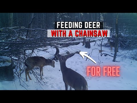 Feeding Deer With A Chainsaw - Free Woody Browse