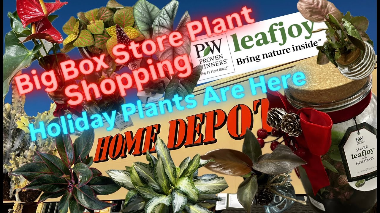 Big Box Store Plant Shopping Home Depot Holiday Christmas Plant Finds New Proven Winners Leafjoy