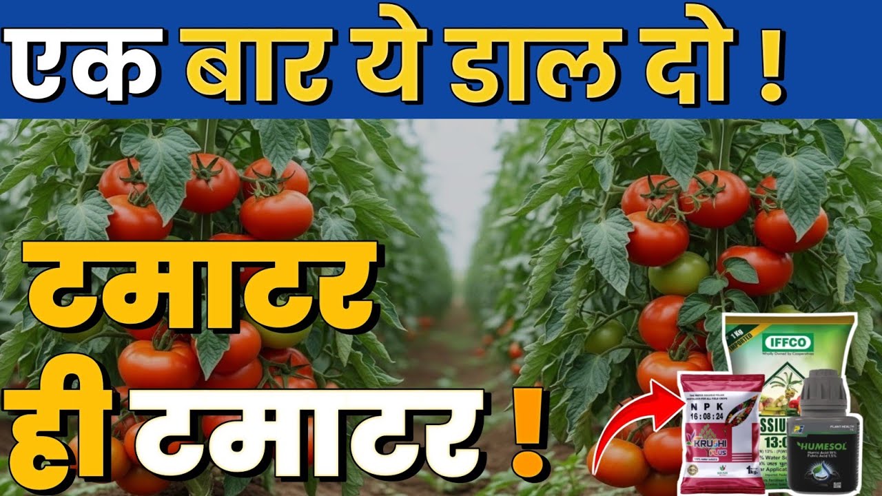 100 दिन बाद टमाटर में डालें एक बार ये खाद | Tamater ke liye best Fertilizer| Best Fertilizer 